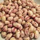 Cranberry Beans