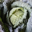 Savoy Cabbage