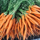 Carrots