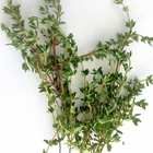 Thyme