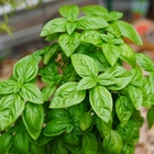 Basil leaves