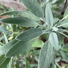 Fresh sage leaves