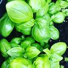 Fresh basil leaves