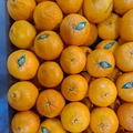 Jeruk Mandarin Wokam