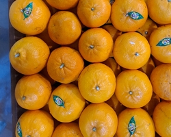 Jeruk Mandarin Wokam