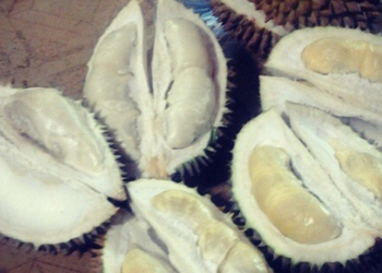 Memilih durian matang