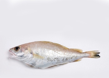 Ikan Cod