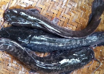 Ikan lele